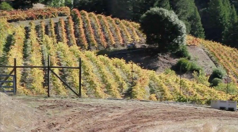 Wine from here capture - Vignoble en Californie