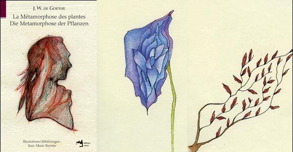 La metamorphose des plantes