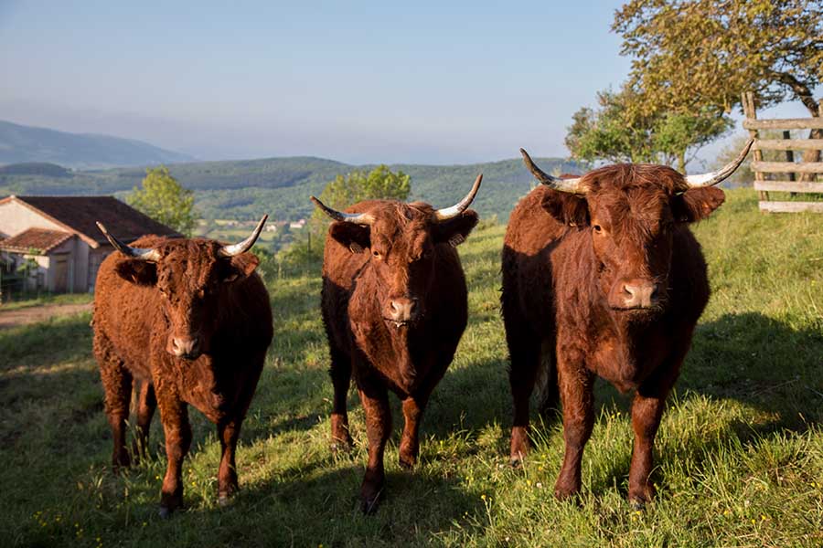 Salers en Biodynamie - Biodynamie services en France