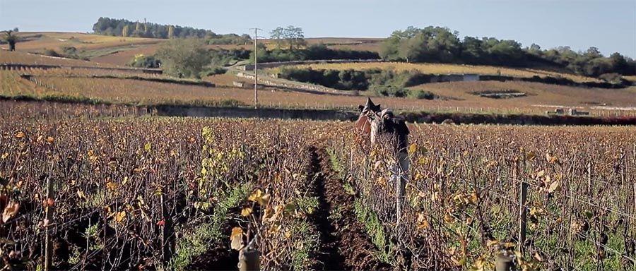 Labour dans les vignes