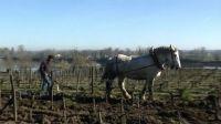 Cheval des Vignes dans le Libournais