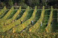 Vendanges en Hautes Côtes de Nuits