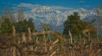 Bodega Cecchin - Mendoza