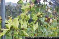 Vigne atteinte de flavescence Dorée