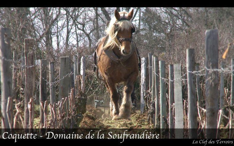 Les acteurs du film sur le vin en biodynamie La Clef des Terroirs