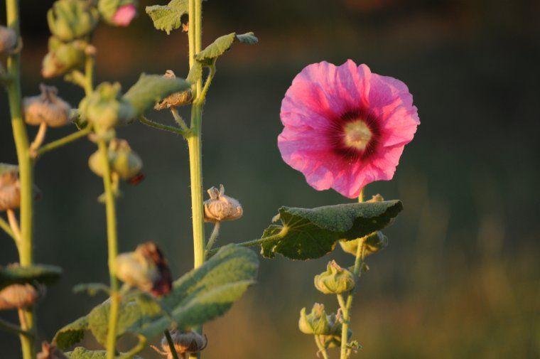 Rose trémière epanouit au soleil matinal