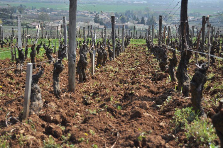 Vignes du Domaine de La Soufrandière fraichement labourée