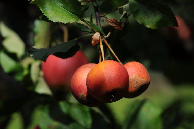 Pomme dans le parc du Domaine La Soufrandière à Vinzelles