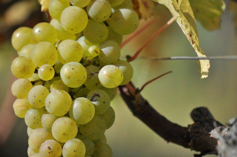 Grappe de Chardonnay à pleine maturitée