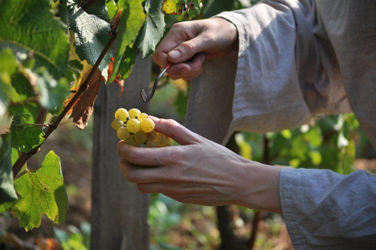 Vendanges Médiévales au Clos des Vignes du Maynes