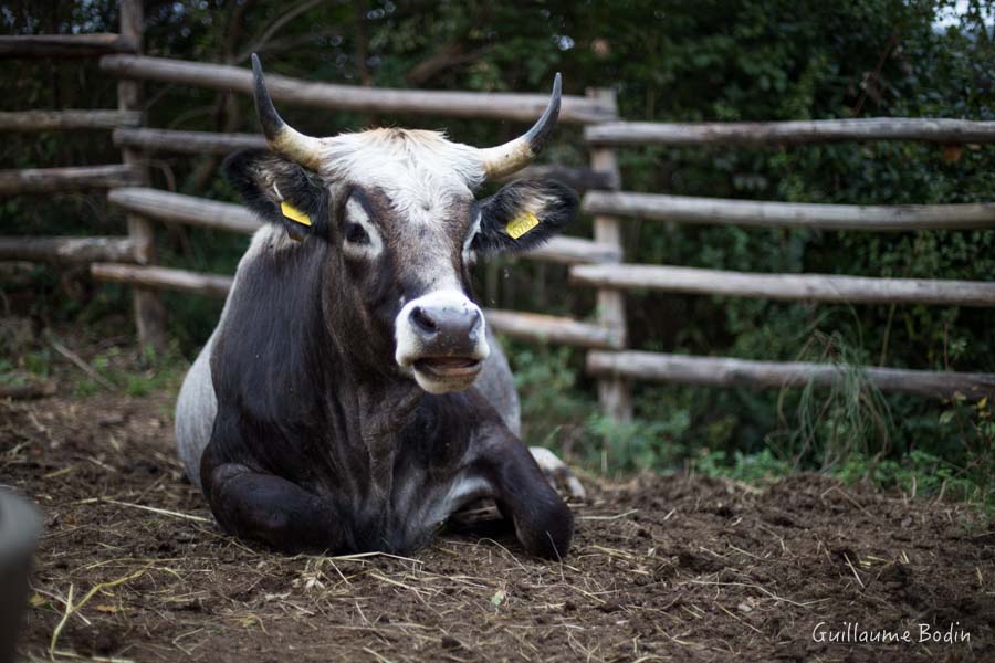 Cow