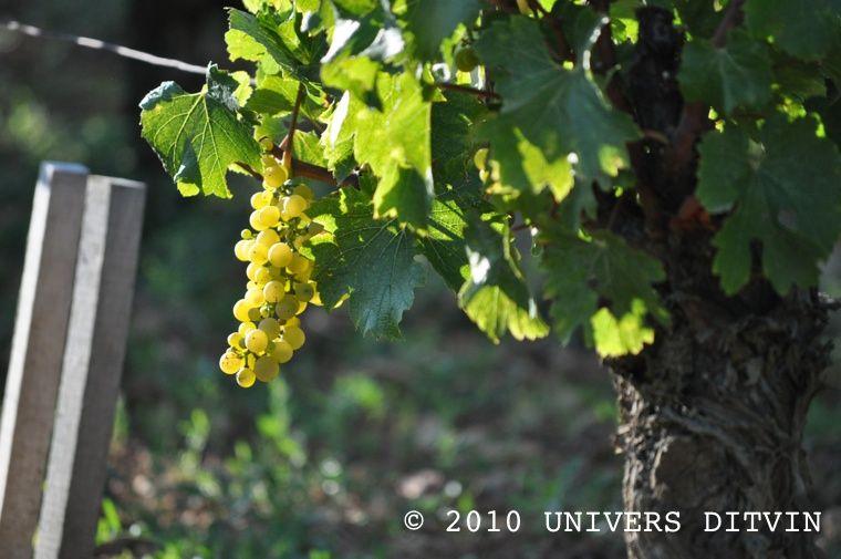 Grappe de Chardonnay