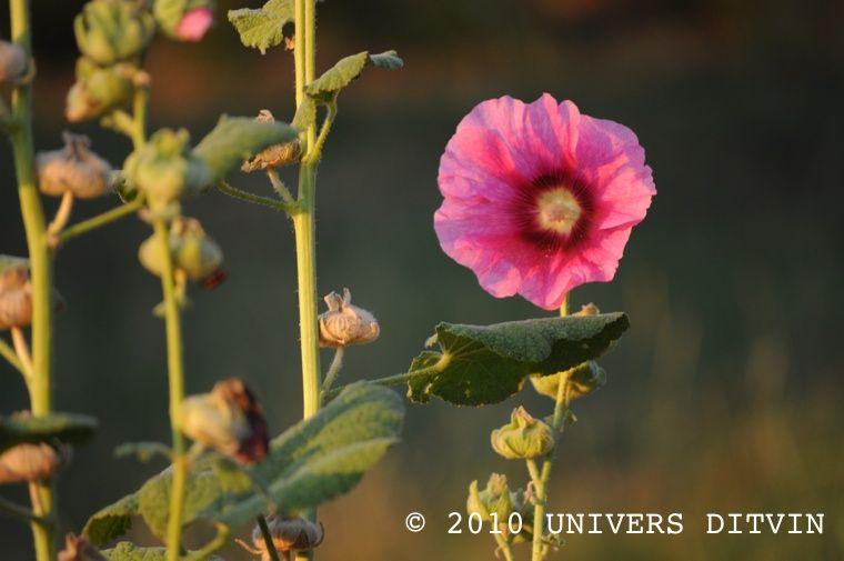 Rose trémière