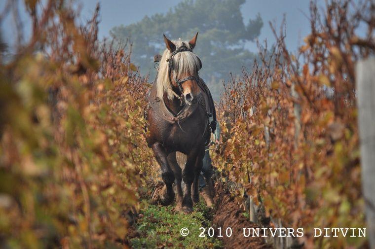 Labour au cheval