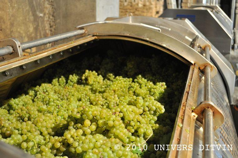 Pressurage des Chardonnay