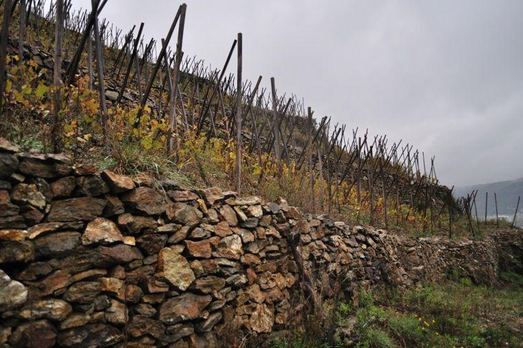 The vineyards of the Côte-Rôtie