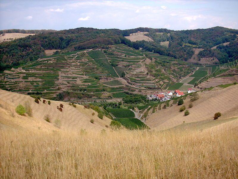 The vineyard on igneous rocks in Kaiserstuhl, Germany