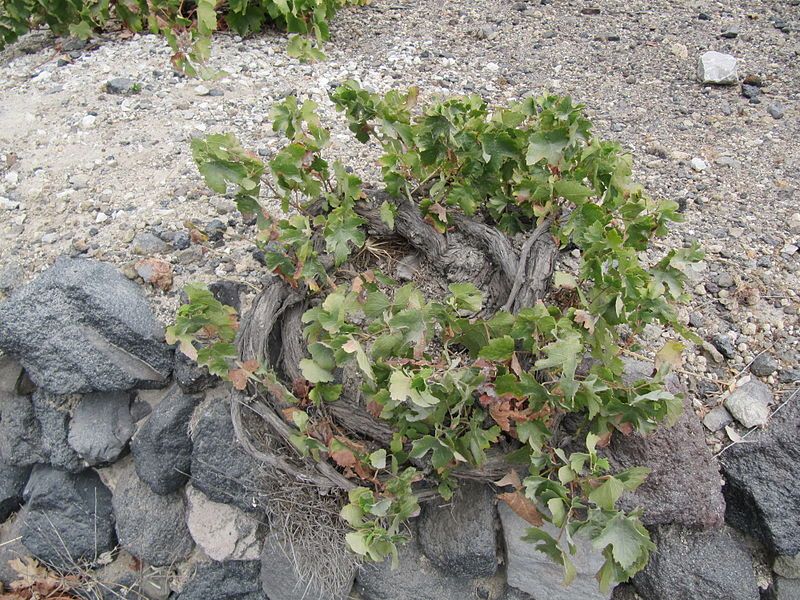 Santorini vine