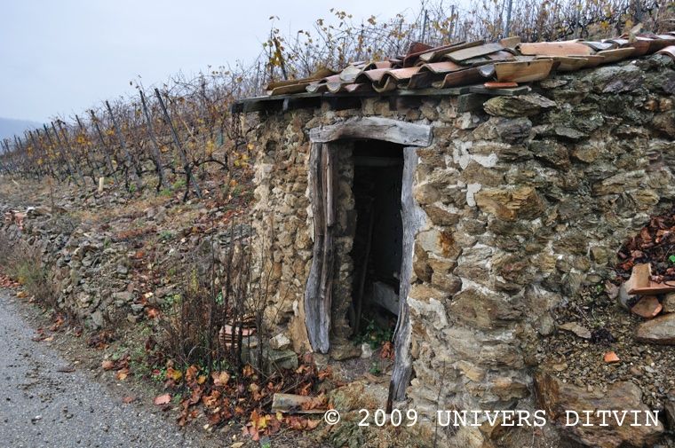 Cadole dans les vignes de Côte-Rôtie