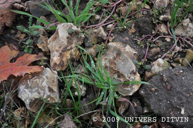 Les silex à la surface du sol