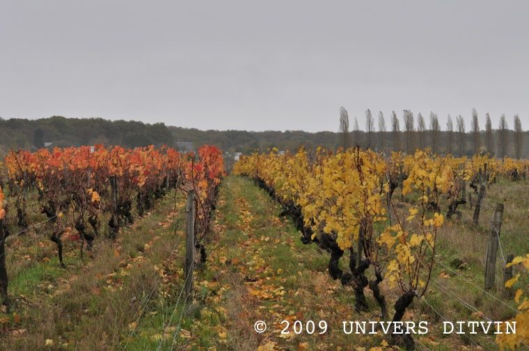 Vigne touraine