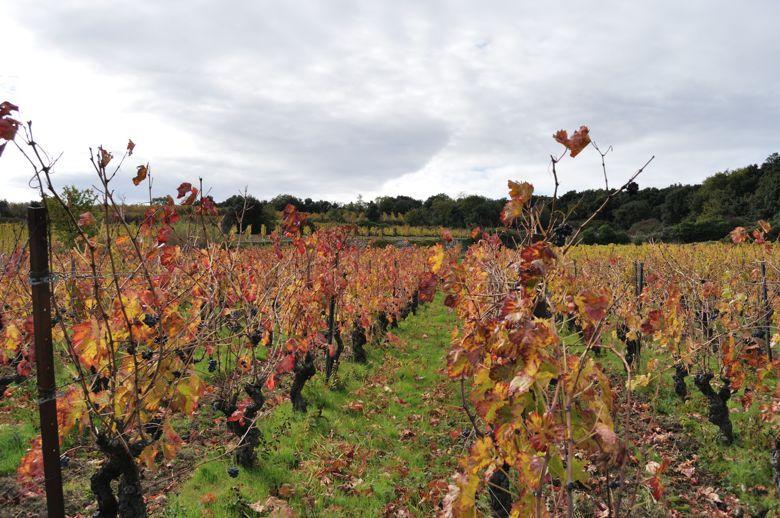 Domaine de la Marfée