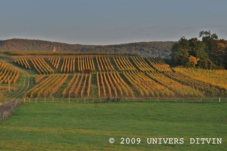 Vignes dans le Jura