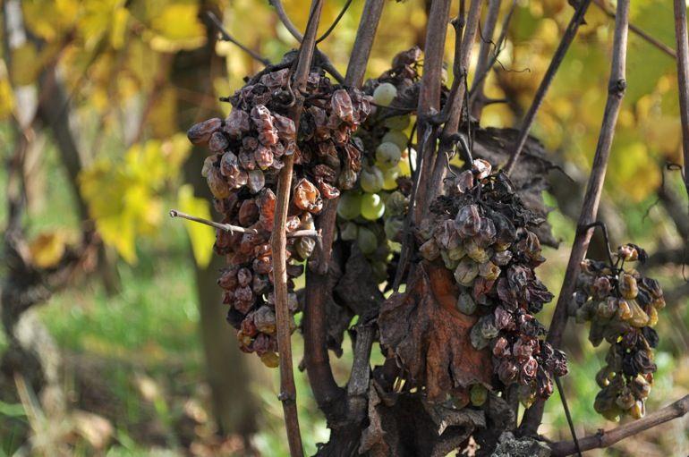 Chenin en vendanges tardives