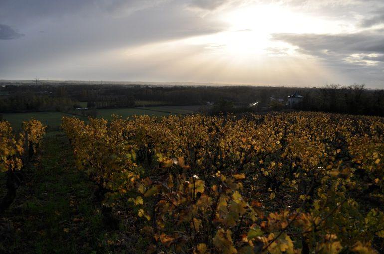 Vignes dans Le Mont