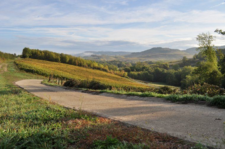 Le vignoble d'Arbois à l'Automne