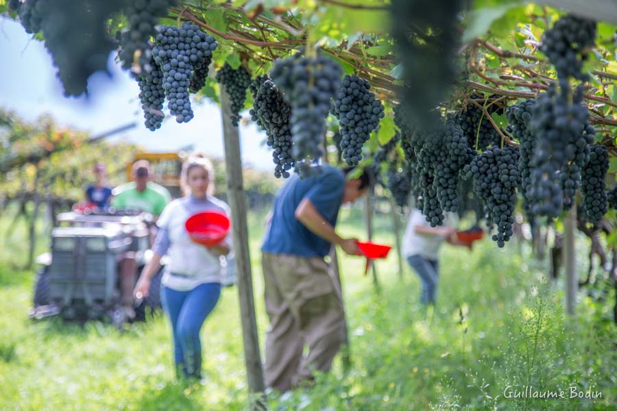 Harvest under Pergolas