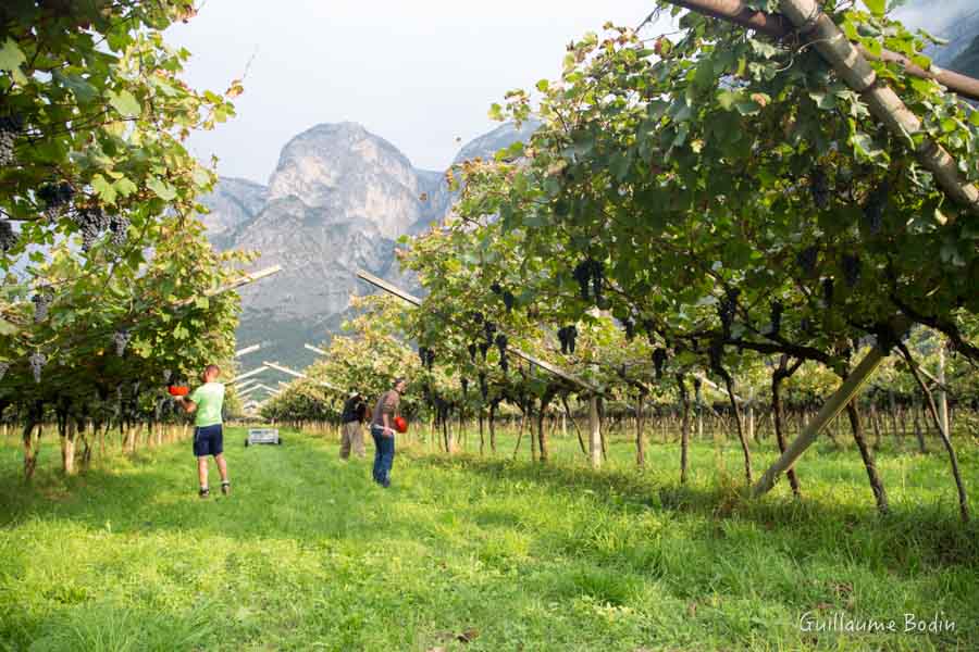 Vigne en Pergolas