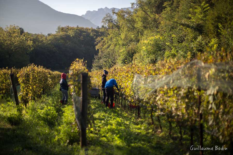 Harvest at Fontanasanta