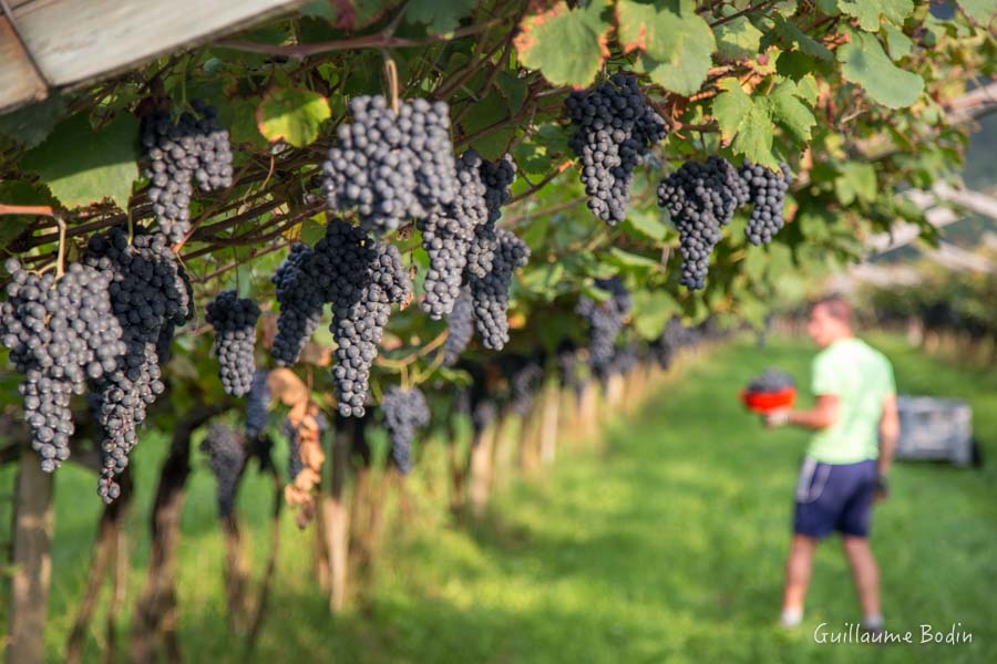 Harvest under Pergolas