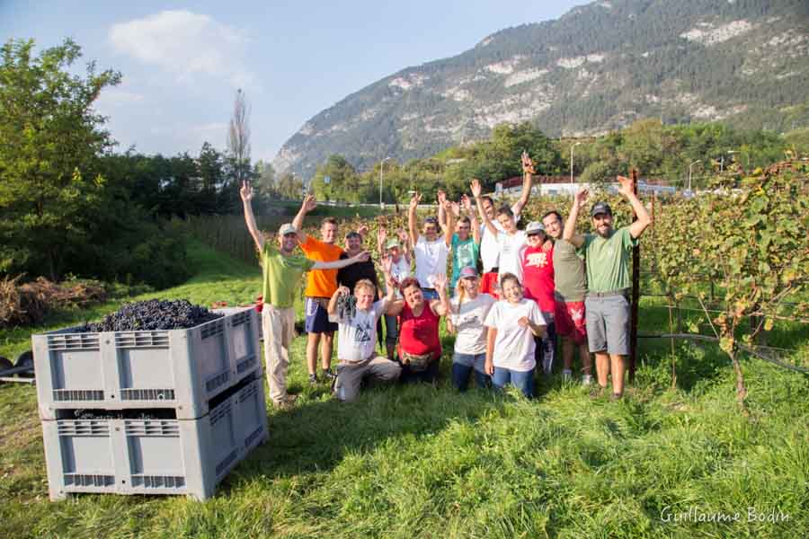 End of the harvest at Foradori