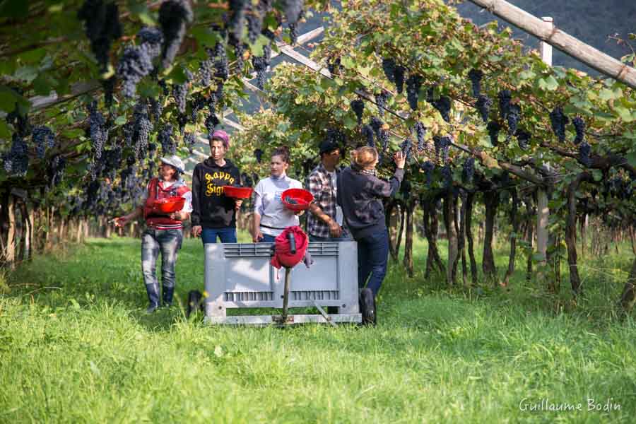 Harvest under Pergolas