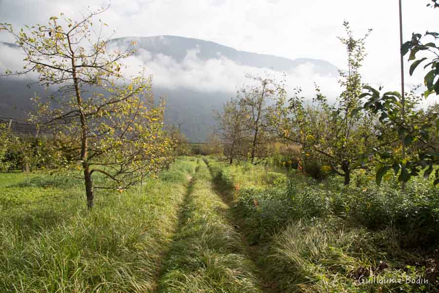 Orchards