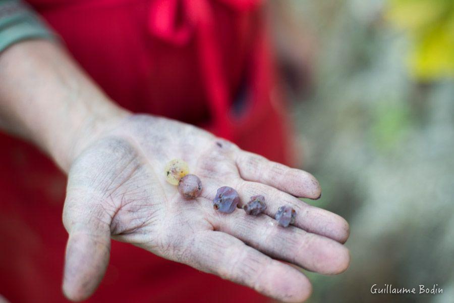 Vendanges tardives