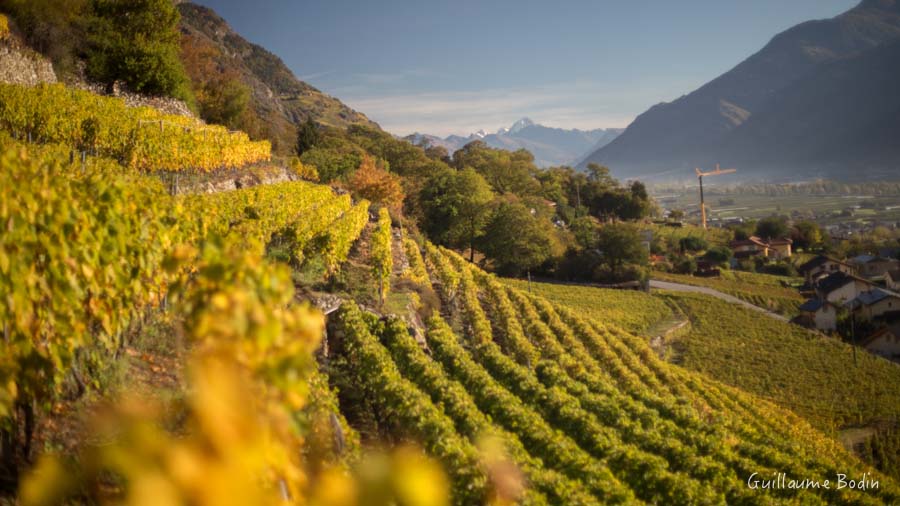 Vigne en Valais