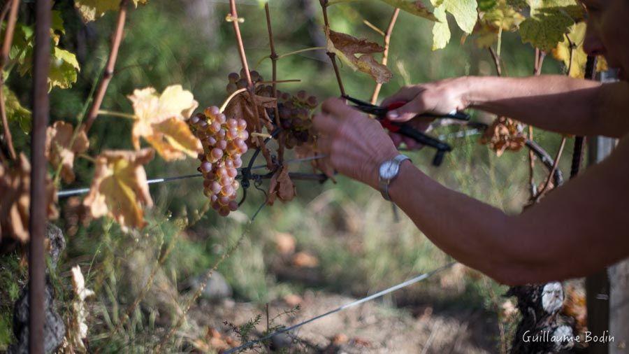 Vendanges tardives