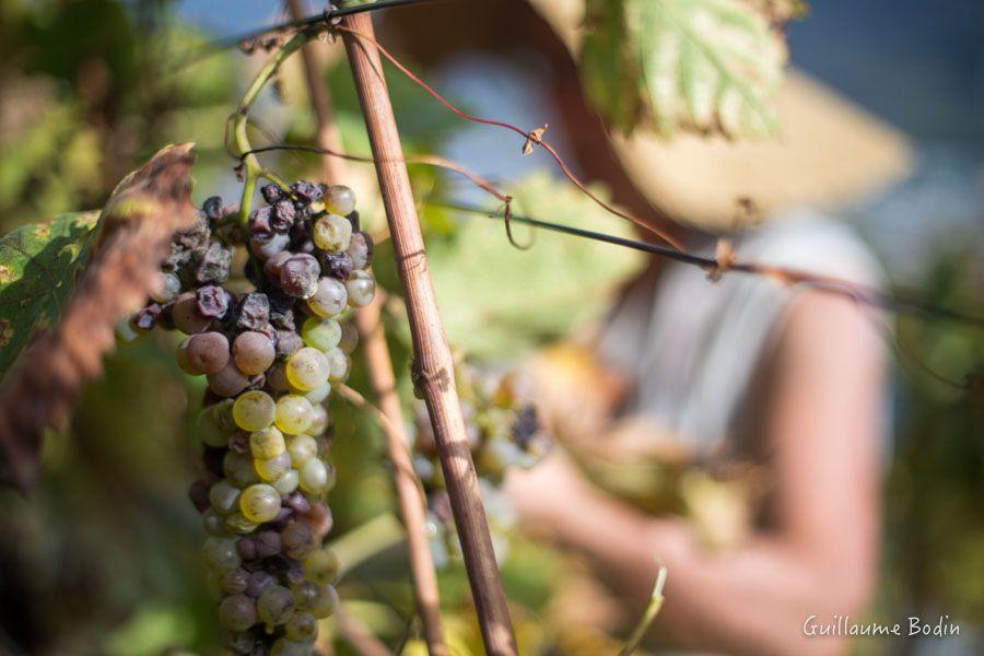 Vendanges tardives