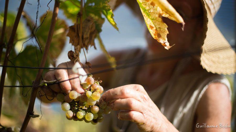 Vendanges tardives