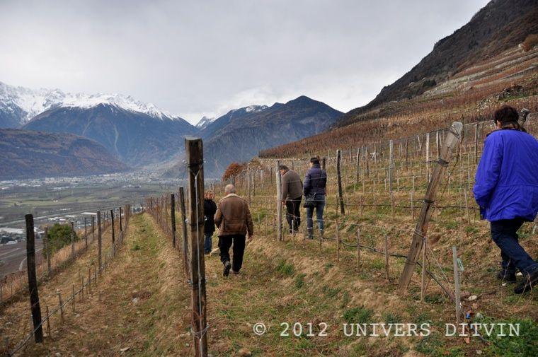 Vignes du valais