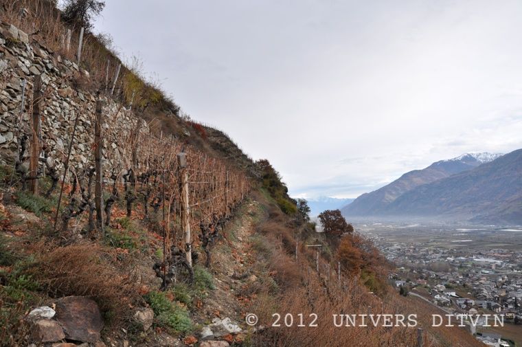 Vignoble en terrasse
