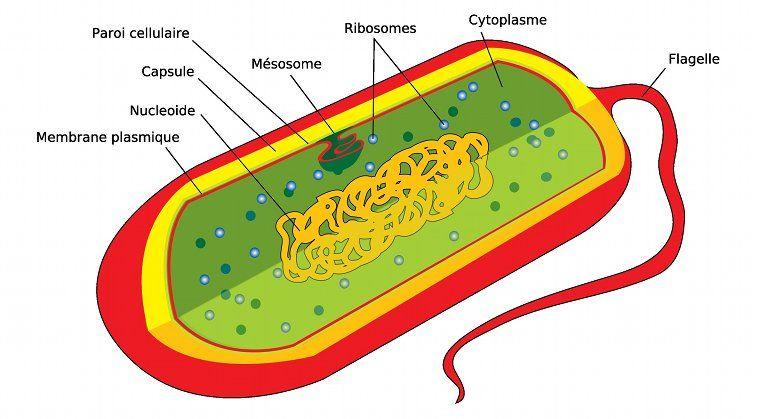 Schéma d'une bactérie