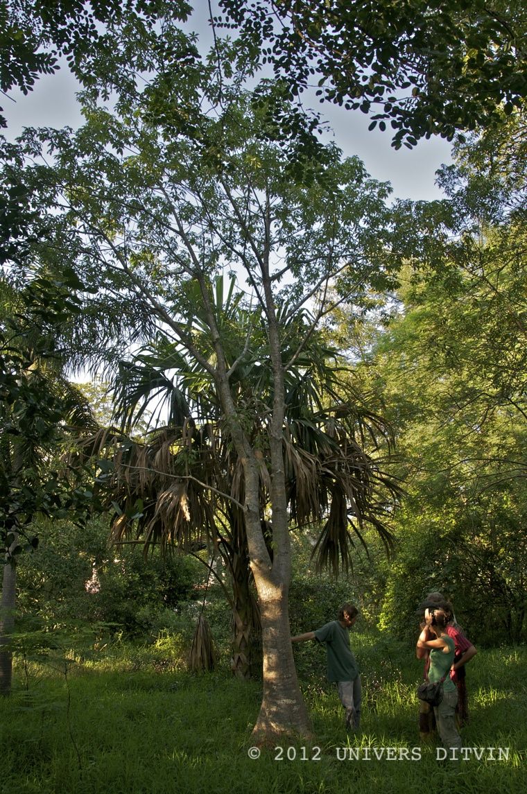 Baobab