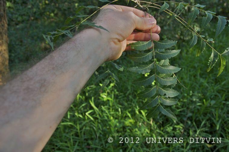 Feuilles du Neem