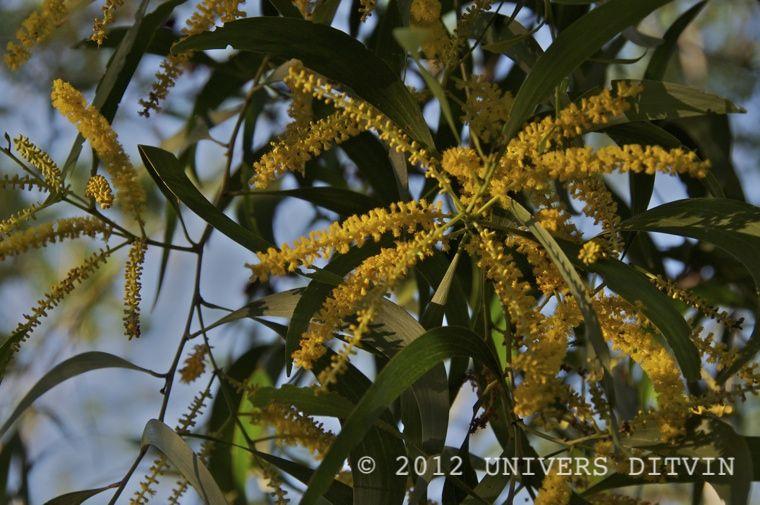 Acacia d'Australie