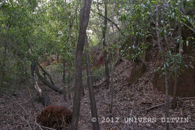 Ravine Auroville