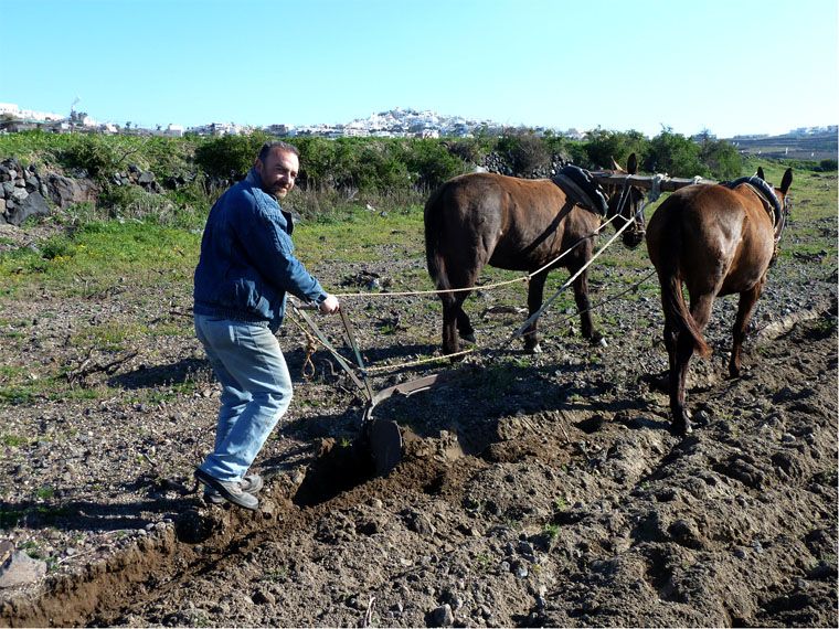 Labour au cheval